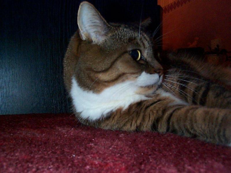 Lucy The Cat Digi-Pix (Kodak DC 200 Plus) - lucy08.jpg(1/1) 106342 bytes; DISPLAY FULL IMAGE.
