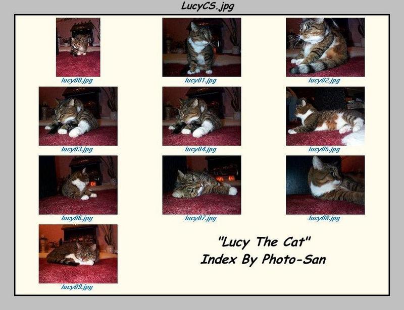 Lucy The Cat Digi-Pix (Kodak DC 200 Plus) - lucycs.jpg(1/1) 102938 bytes; DISPLAY FULL IMAGE.