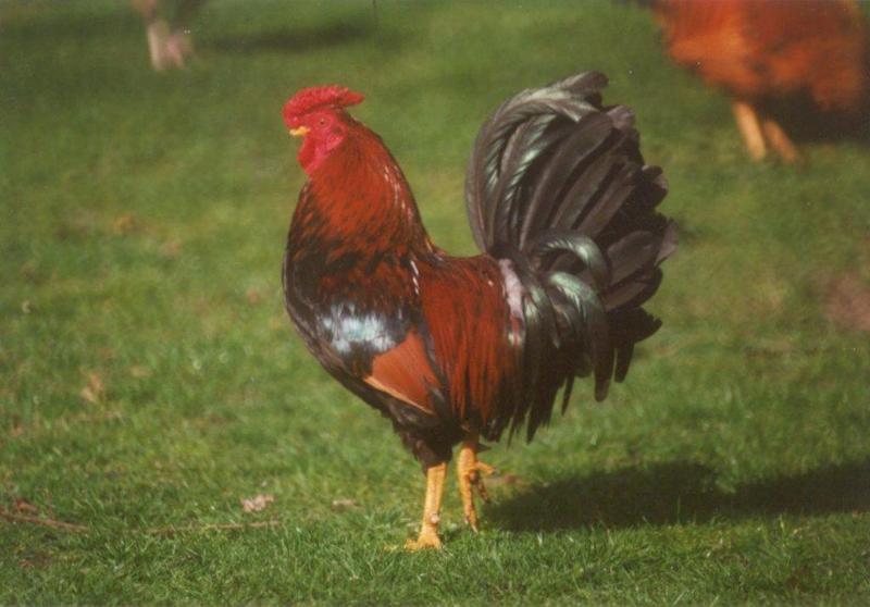 More chickens and roosters - cock3.jpg; DISPLAY FULL IMAGE.