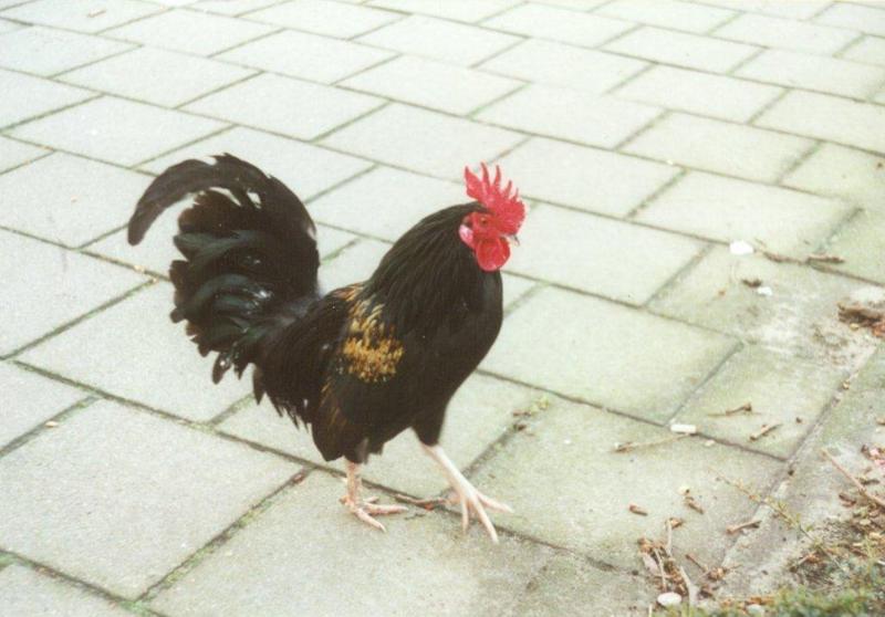More chickens and roosters - cock4.jpg; DISPLAY FULL IMAGE.