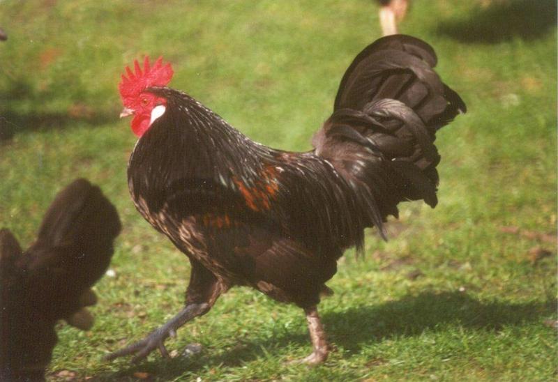 More chickens and roosters - cock5.jpg; DISPLAY FULL IMAGE.