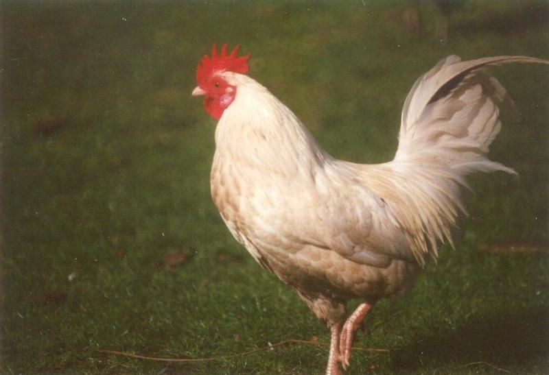 More chickens and roosters - cock6.jpg; DISPLAY FULL IMAGE.