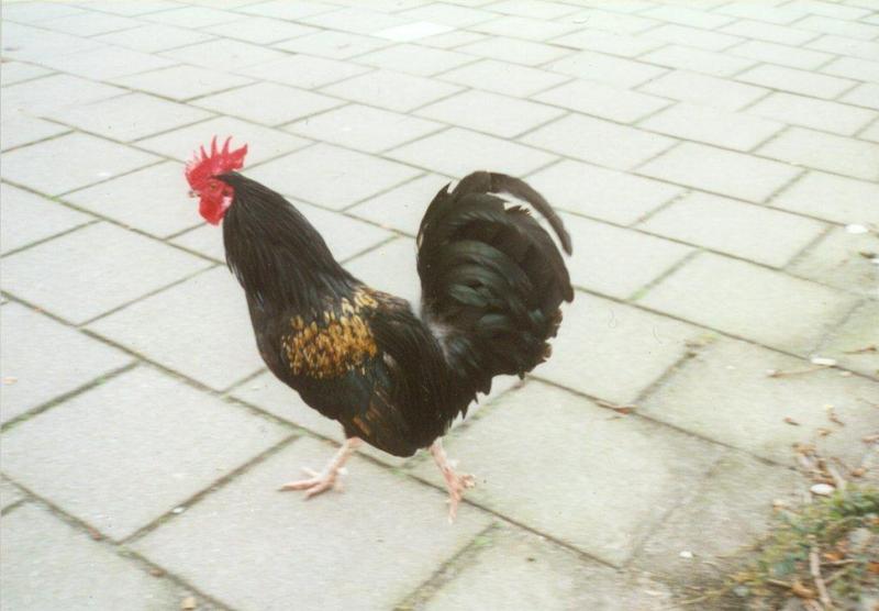 More chickens and roosters - cock7.jpg; DISPLAY FULL IMAGE.