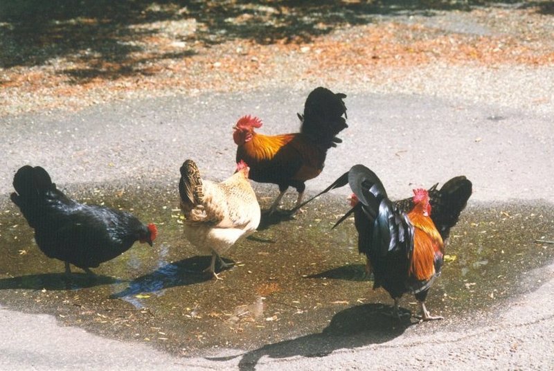 Birds from Holland - cocks_and_chickens.jpg; DISPLAY FULL IMAGE.