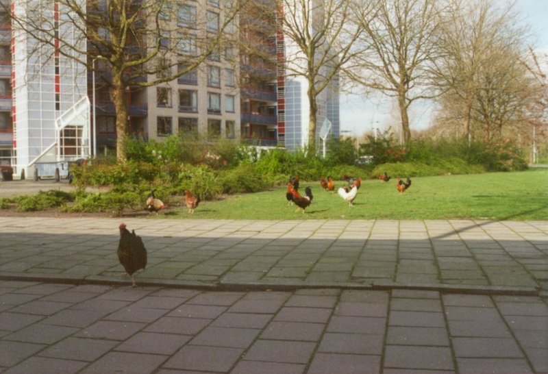 More chickens and roosters - urban_chickens.jpg; DISPLAY FULL IMAGE.