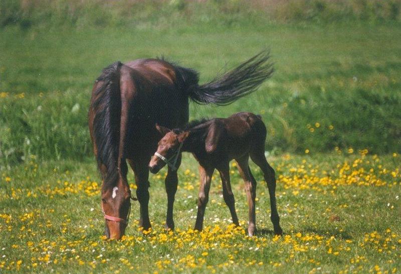 Animals from Holland - horse_and_foal.jpg; DISPLAY FULL IMAGE.