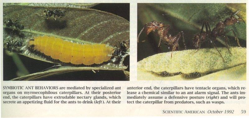 Re: Greetings and salutations to all - ants_and_caterpillars.jpg; DISPLAY FULL IMAGE.