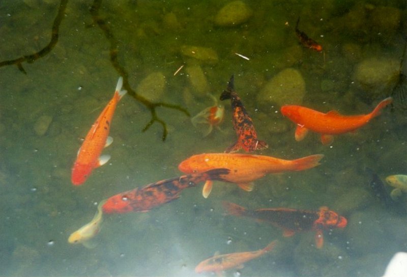 Fishes - goldfish1.jpg; DISPLAY FULL IMAGE.