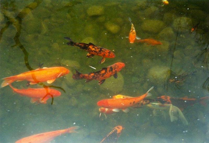 Fishes - goldfish2.jpg; DISPLAY FULL IMAGE.