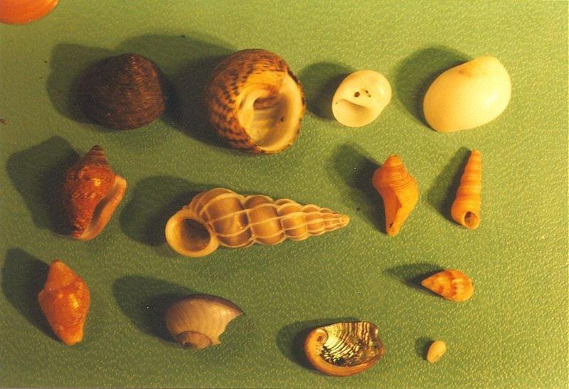 Animals from La Palma - Shells1.jpg; DISPLAY FULL IMAGE.