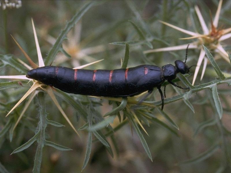 Re: req: insect pix - rove_beetle.jpg; DISPLAY FULL IMAGE.