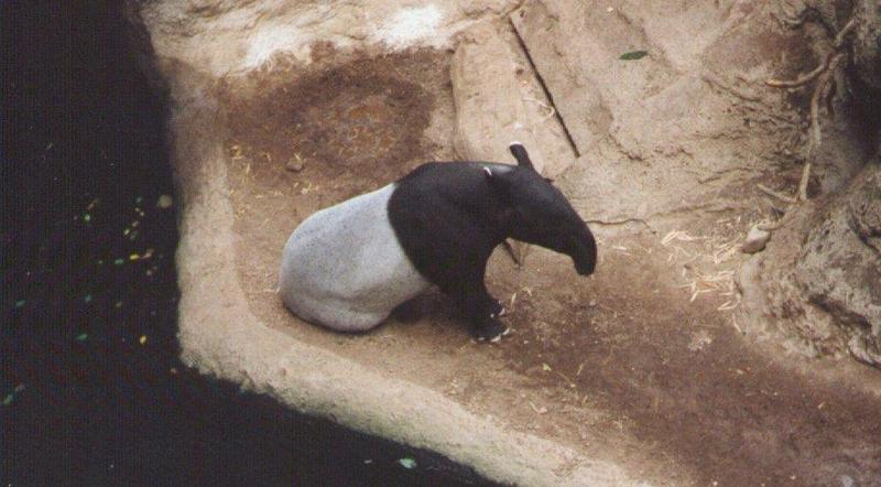 Malayan tapir; DISPLAY FULL IMAGE.