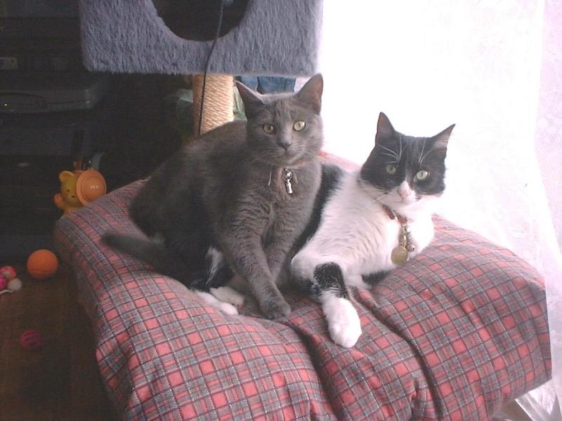 our two cats; DISPLAY FULL IMAGE.