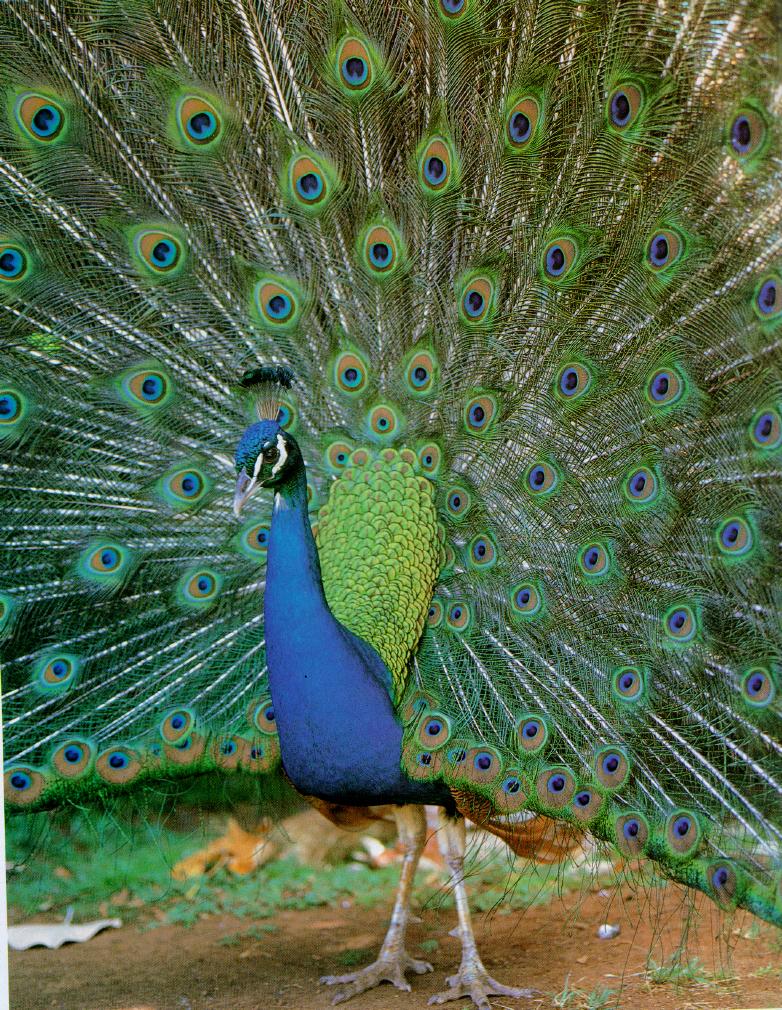 Peacock (J00) - Indian blue peafowl (Pavo cristatus); DISPLAY FULL IMAGE.