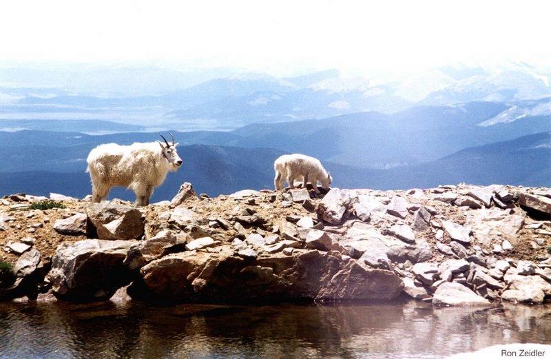 Mountain Goats; DISPLAY FULL IMAGE.