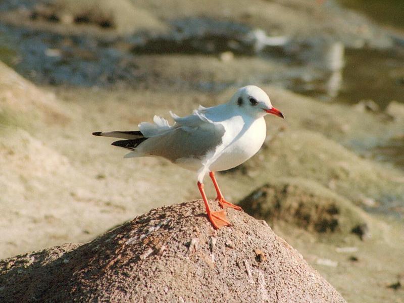 The most beautiful legs in the world - Seagull in Hagenbeck Zoo; DISPLAY FULL IMAGE.