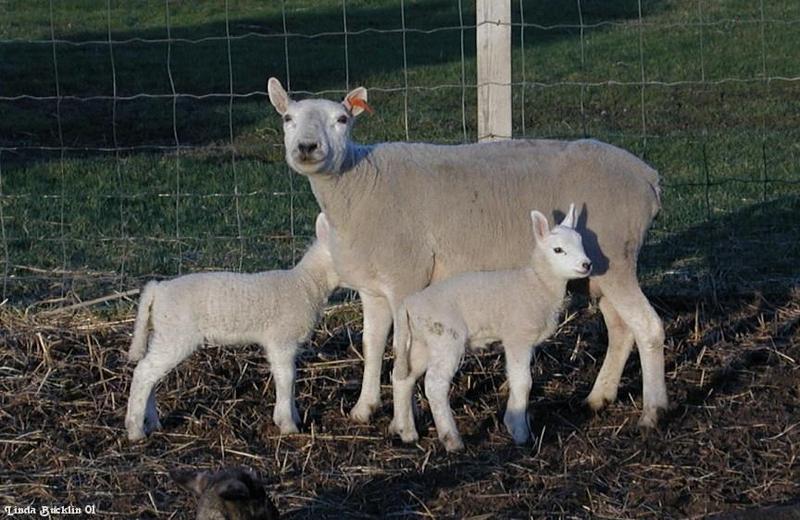 Sheep mom; DISPLAY FULL IMAGE.