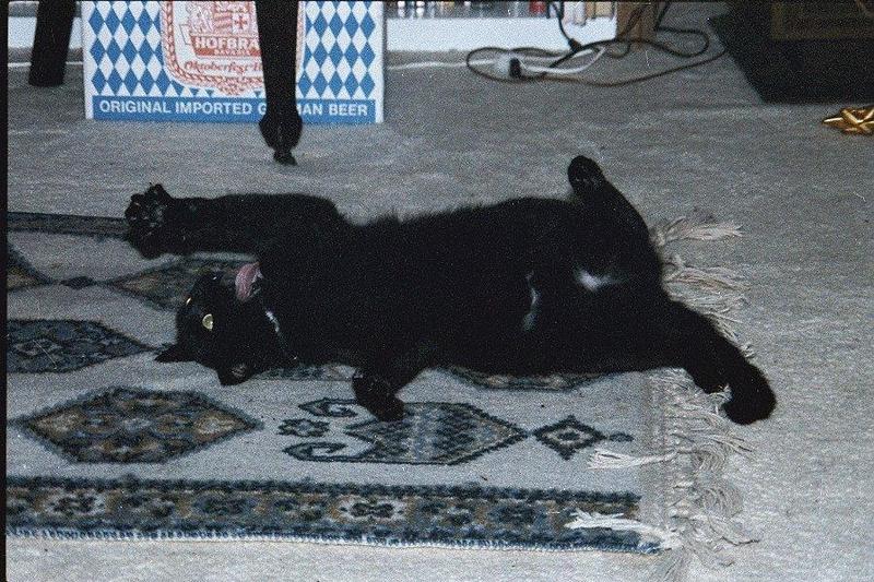 Cats: Had a rough night?; DISPLAY FULL IMAGE.