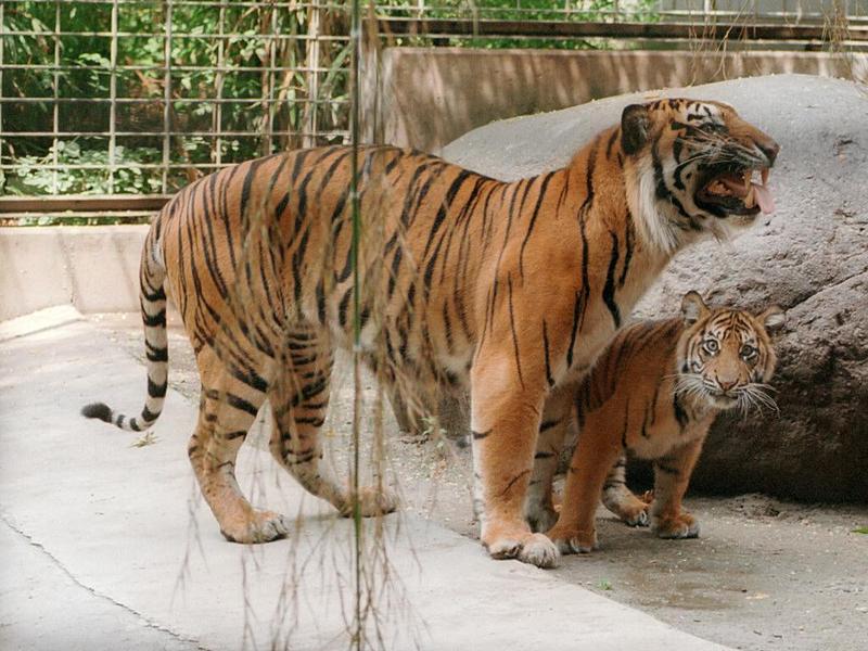 More of Batu the Sumatran tiger cub - Kitty and Daddy in Heidelberg Zoo, 1024x768; DISPLAY FULL IMAGE.