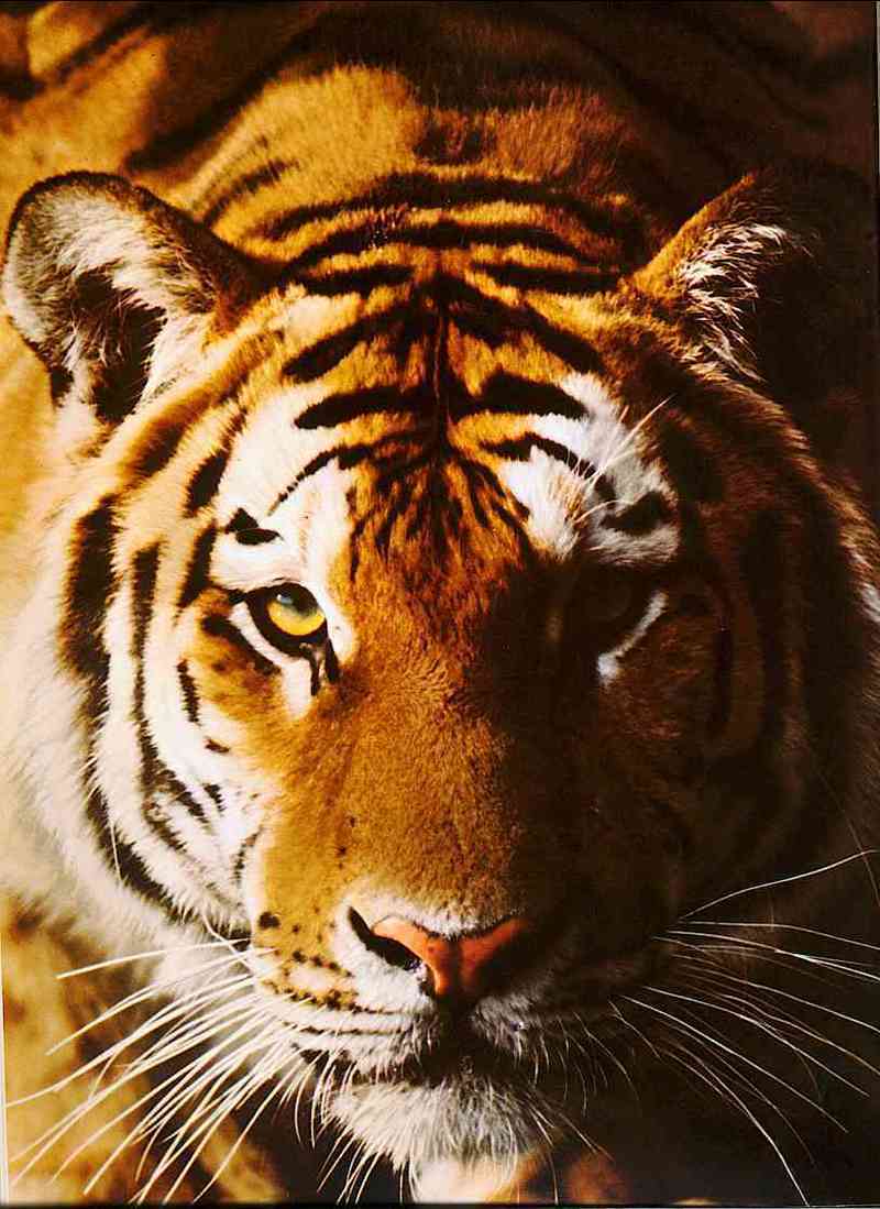 Tiger-Close-Up; DISPLAY FULL IMAGE.