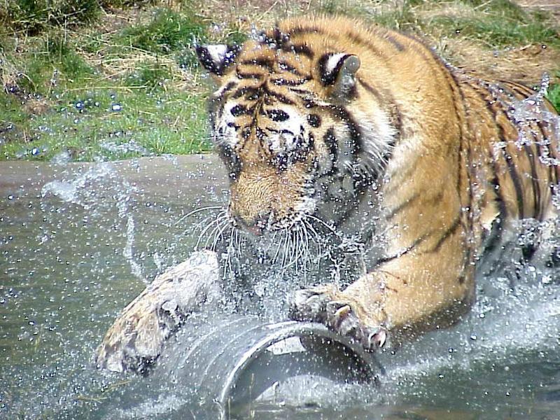Tiger Splash; DISPLAY FULL IMAGE.