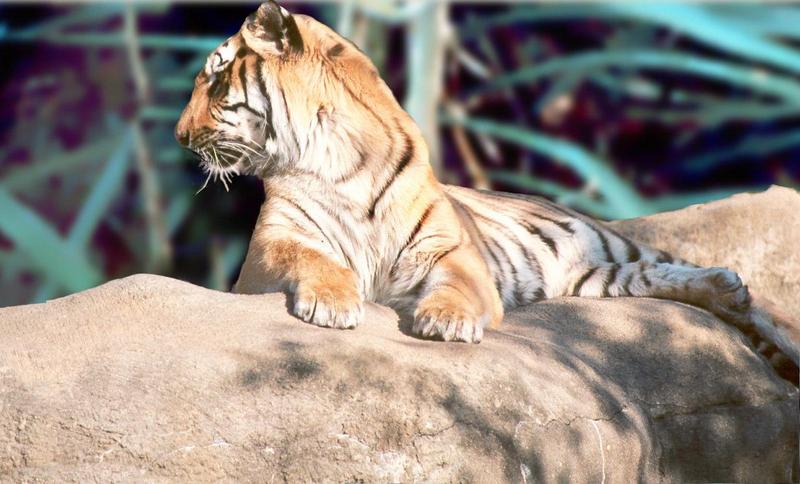 Tiger, Tiger, burning bright - TigerTiger2a.jpg; DISPLAY FULL IMAGE.