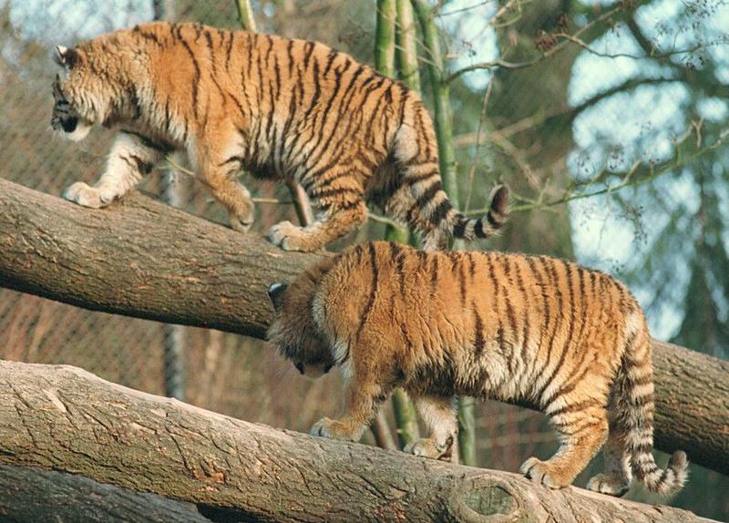 Hagenbeck Zoo tiger cubs - climbing exercise - 50% of the CATastrophe; DISPLAY FULL IMAGE.