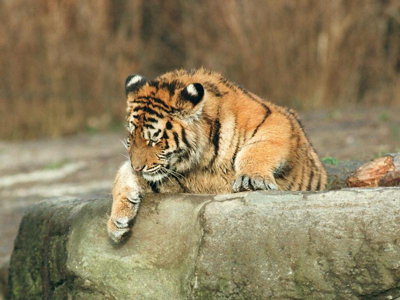 Tiger climbing exercise, next one - 