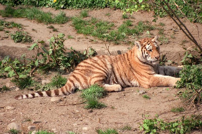 Rescan/repost - Hagenbeck Zoo - Another shot of Little Lady Tiger; DISPLAY FULL IMAGE.