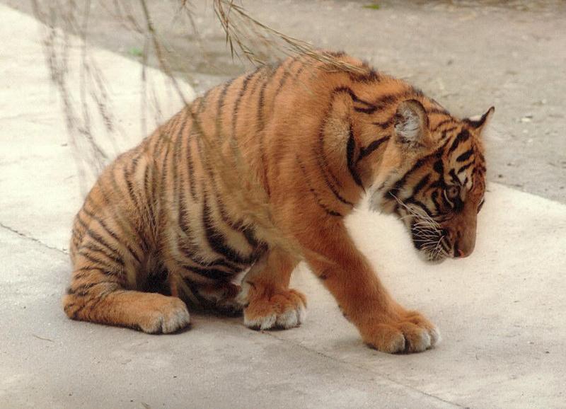 Mr. Oversized Paws again - more of Batu the tiger cub; DISPLAY FULL IMAGE.