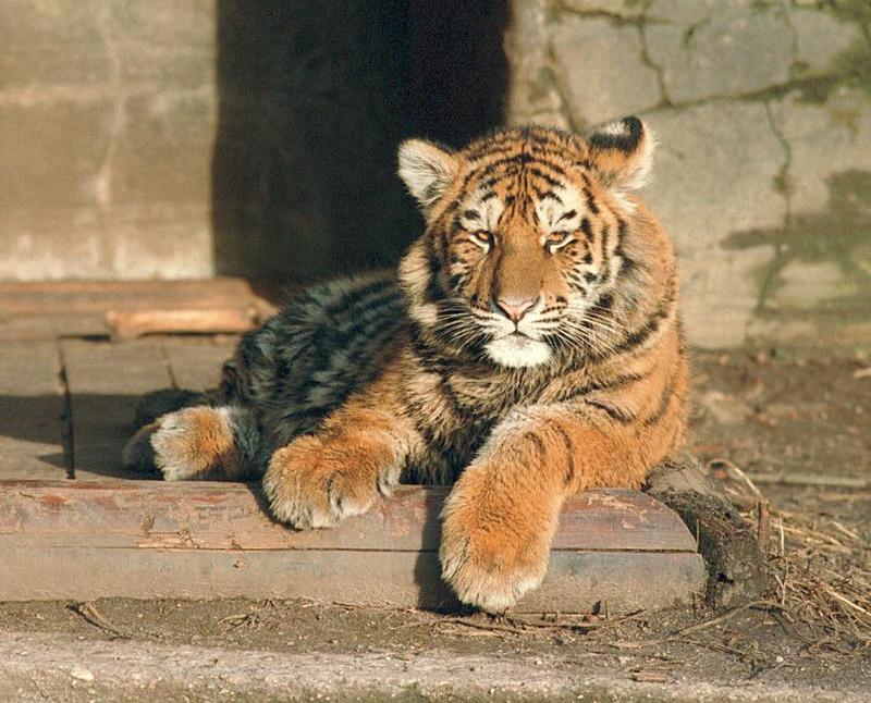 Dirty pics, anyone? This Hagenbeck Zoo tiger kid shows it all :-); DISPLAY FULL IMAGE.