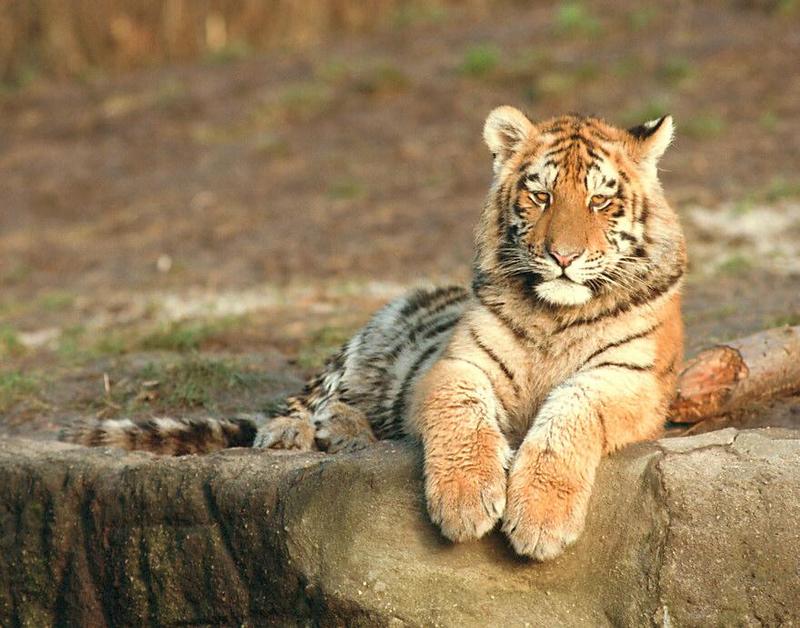 Golden eyes are watching you - another tiger cub in Hagenbeck Zoo; DISPLAY FULL IMAGE.