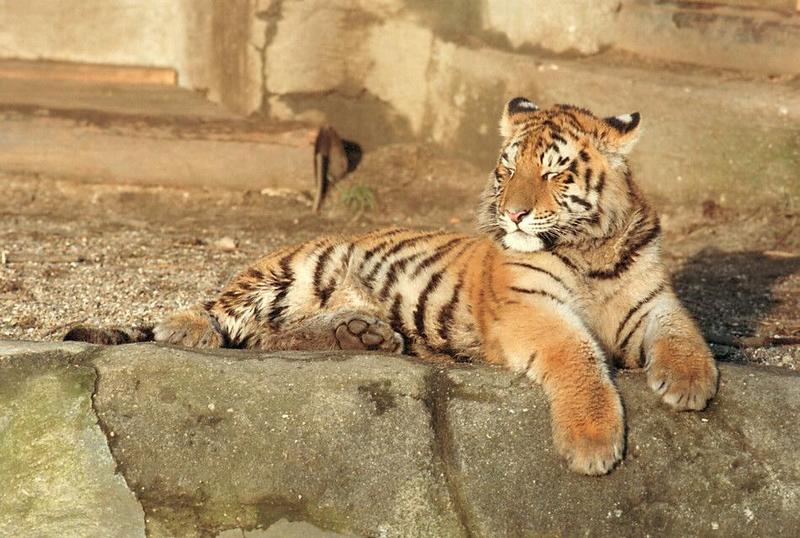 Tiger cub in Hagenbeck Zoo - Just close your eyes and relax...; DISPLAY FULL IMAGE.