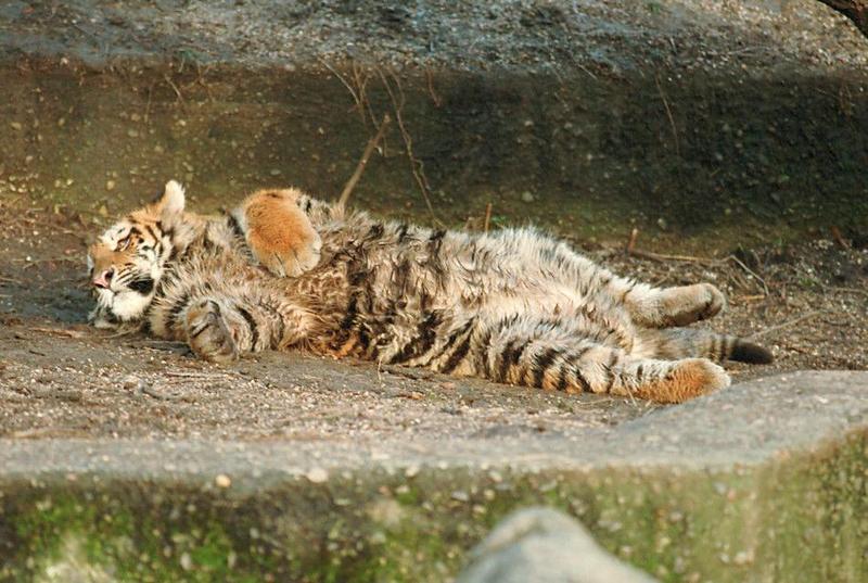 Flat cat in Hagenbeck Zoo - Tiger cub in the typical... well... attack; DISPLAY FULL IMAGE.