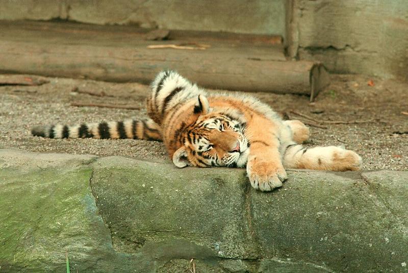 A little grainy but this had to be scanned :-) Another tiger nap inHagenbeck Zoo; DISPLAY FULL IMAGE.