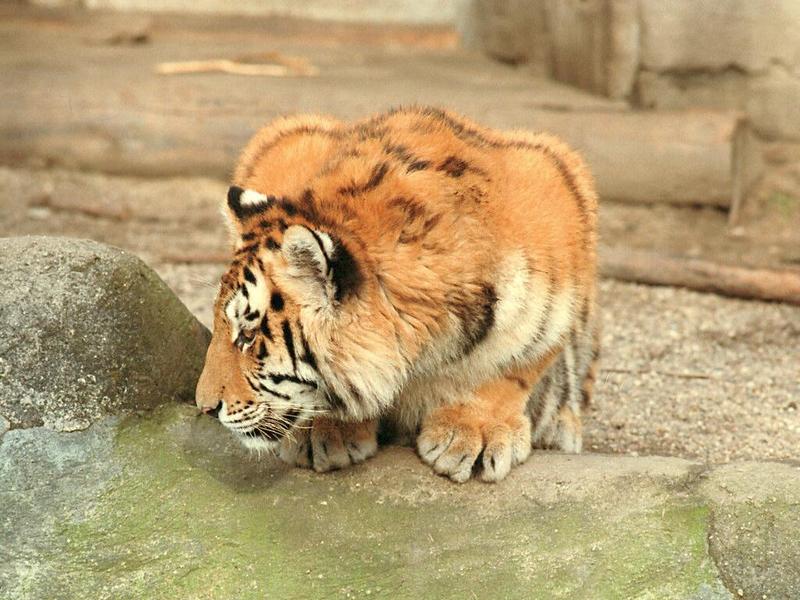 Another purrfect wallpaper - little tiger, Hagenbeck Zoo, 1024x768; DISPLAY FULL IMAGE.