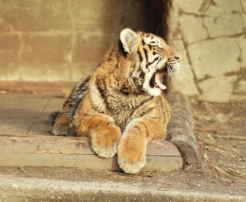 Now that's a dirty pic :-) Tiger cub relaxing after mud play; DISPLAY FULL IMAGE.