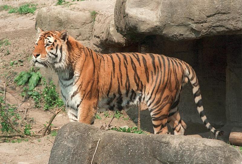 Y2K Hagenbeck Zoo tiger pics - Daddy Tiger guarding his sleeping cave; DISPLAY FULL IMAGE.