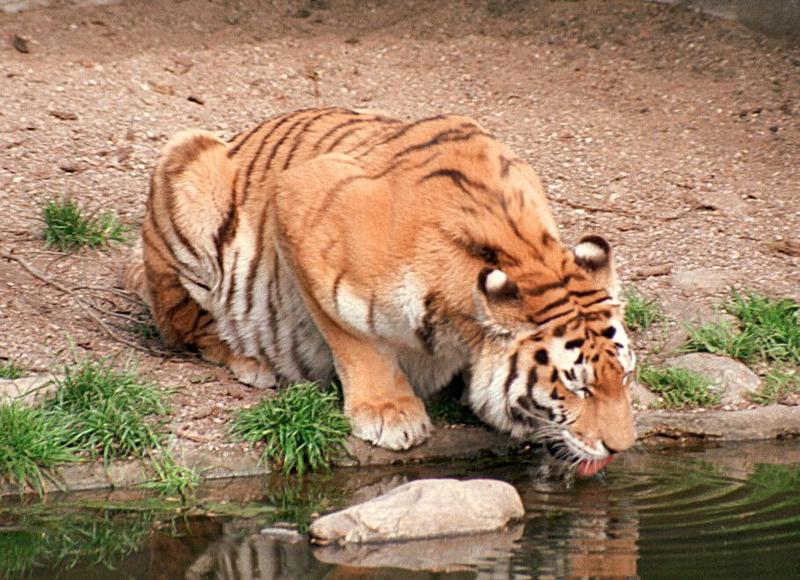Not as sharp as I usually like it but anyway... Daddy Tiger having another drink; DISPLAY FULL IMAGE.