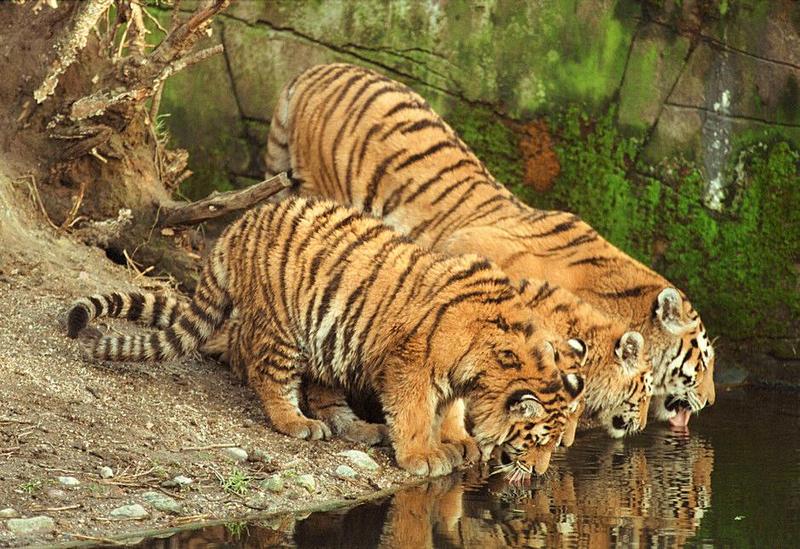 Happiness is a pond with water and fish in it - Mommy tiger and the kids; DISPLAY FULL IMAGE.