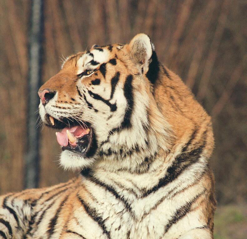 Mr. Irresistible again - Daddy Tiger of Hagenbeck Zoo - just as sweet as; DISPLAY FULL IMAGE.