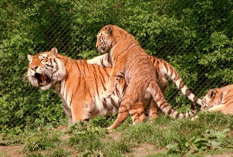Hagenbeck Zoo tiger rescan/repost - 