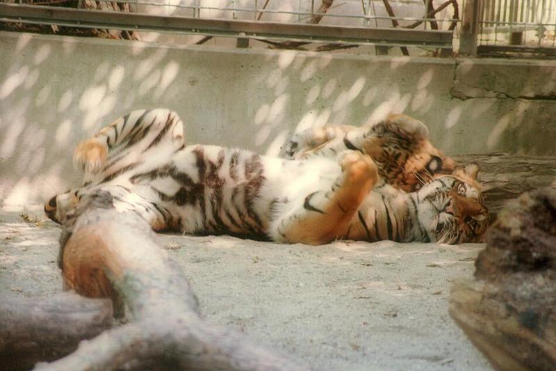 Sweetness alert! Heidelberg Zoo tigers - Big and little cat at play; DISPLAY FULL IMAGE.