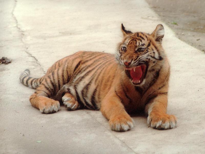 Tigers, at what age do they start to look menacing? Little Batu knows the answer :-); DISPLAY FULL IMAGE.