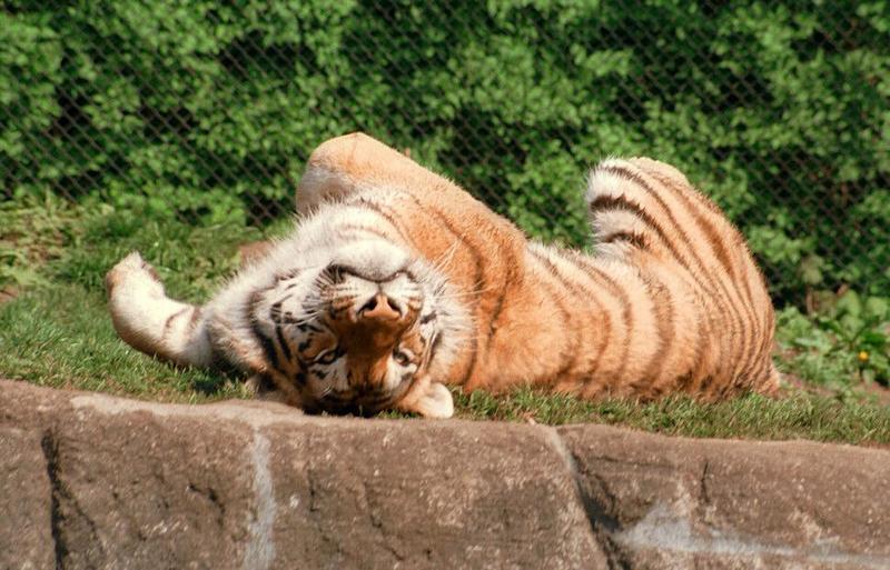 1999 scans almost finished - Want some more tiger rug? Hagenbeck Zoo has got it!; DISPLAY FULL IMAGE.