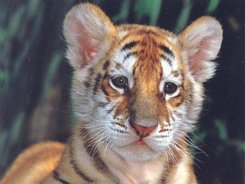 Tiger Cub 1 Dreamworld Australia 1/1 jpg; DISPLAY FULL IMAGE.