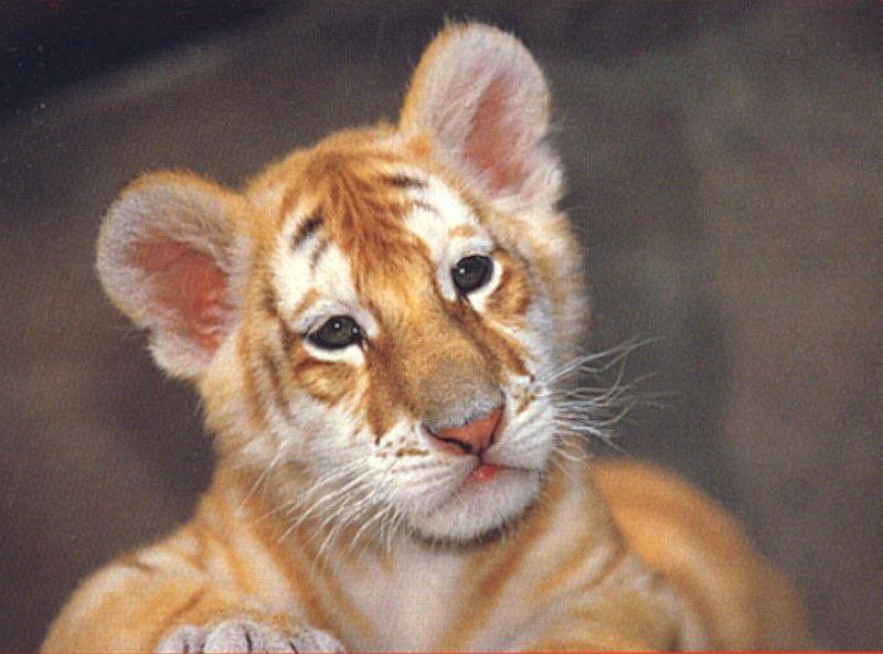 Tiger Cub 3 Dreamworld Australia 1/1 jpg; DISPLAY FULL IMAGE.