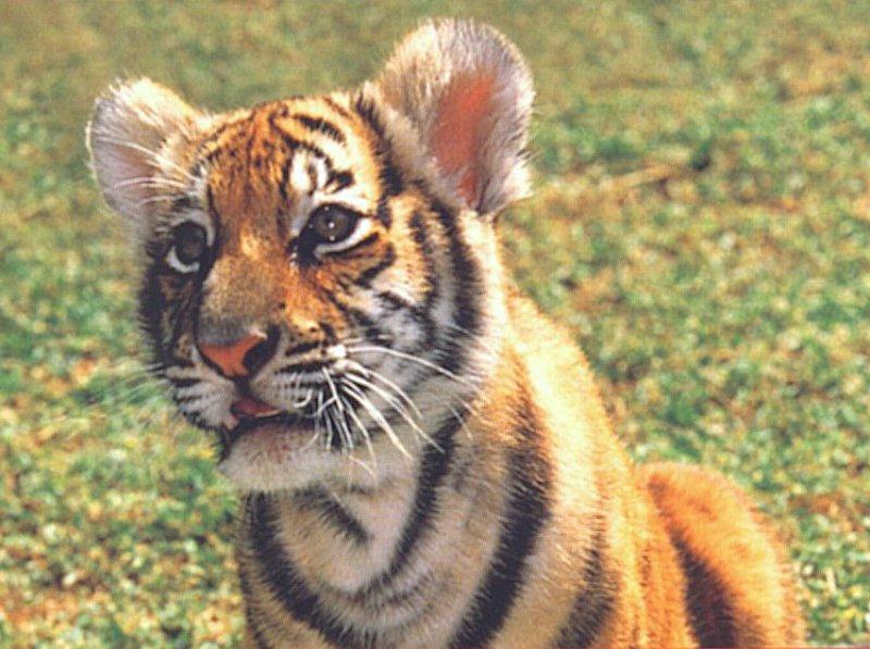 Tiger Cub 4 Dreamworld Australia 1/1 jpg; DISPLAY FULL IMAGE.
