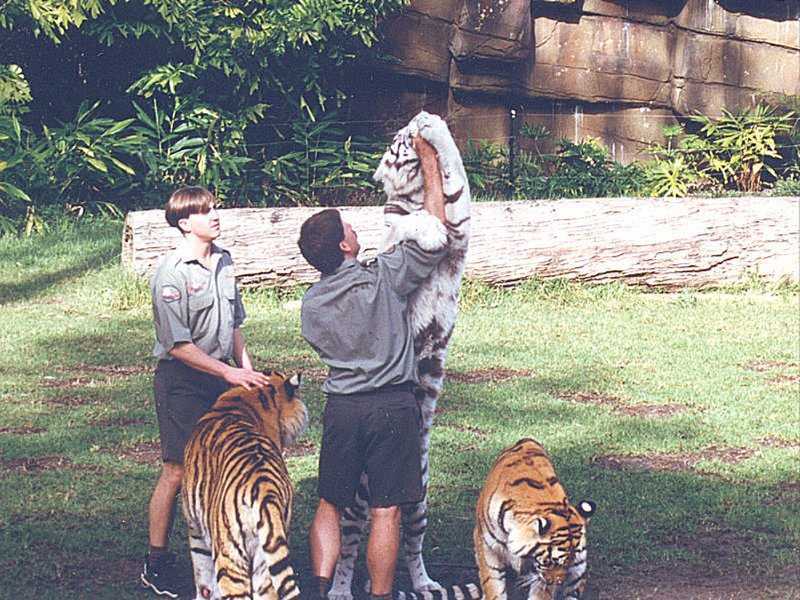 Tigers of Dreamworld Australia  1/7 jpg; DISPLAY FULL IMAGE.