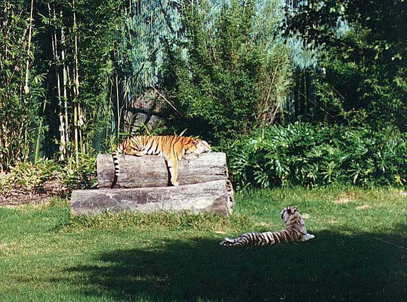 Tigers of Dreamworld Australia  2/7 jpg; DISPLAY FULL IMAGE.
